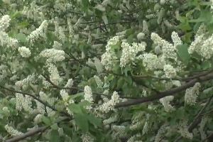 «Под сенью нежных черемух». Видеозарисовка