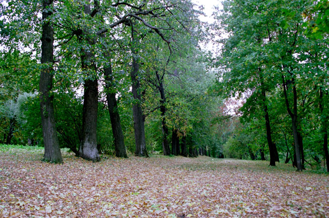 apaliha02.jpg
